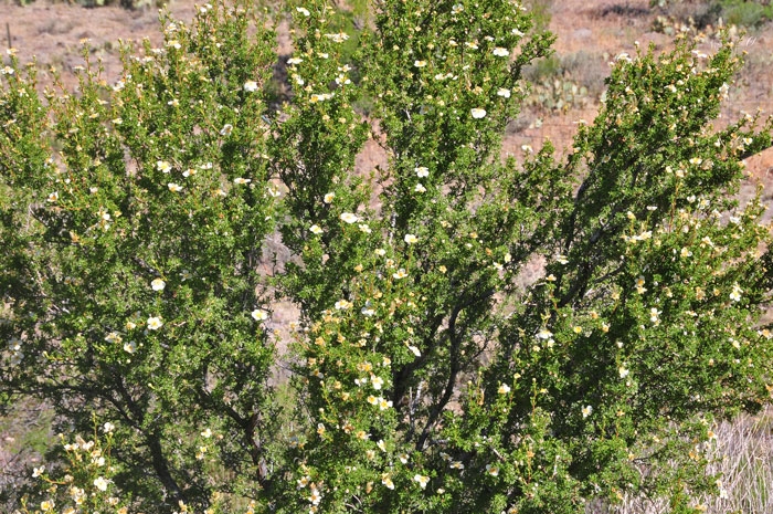 Cliffrose is a perennial, drought-resistant shrub or small tree that usually grows 6 to 10 feet. This species provides excellent browse for deer and elk. Purshia stansburiana, Cliffrose